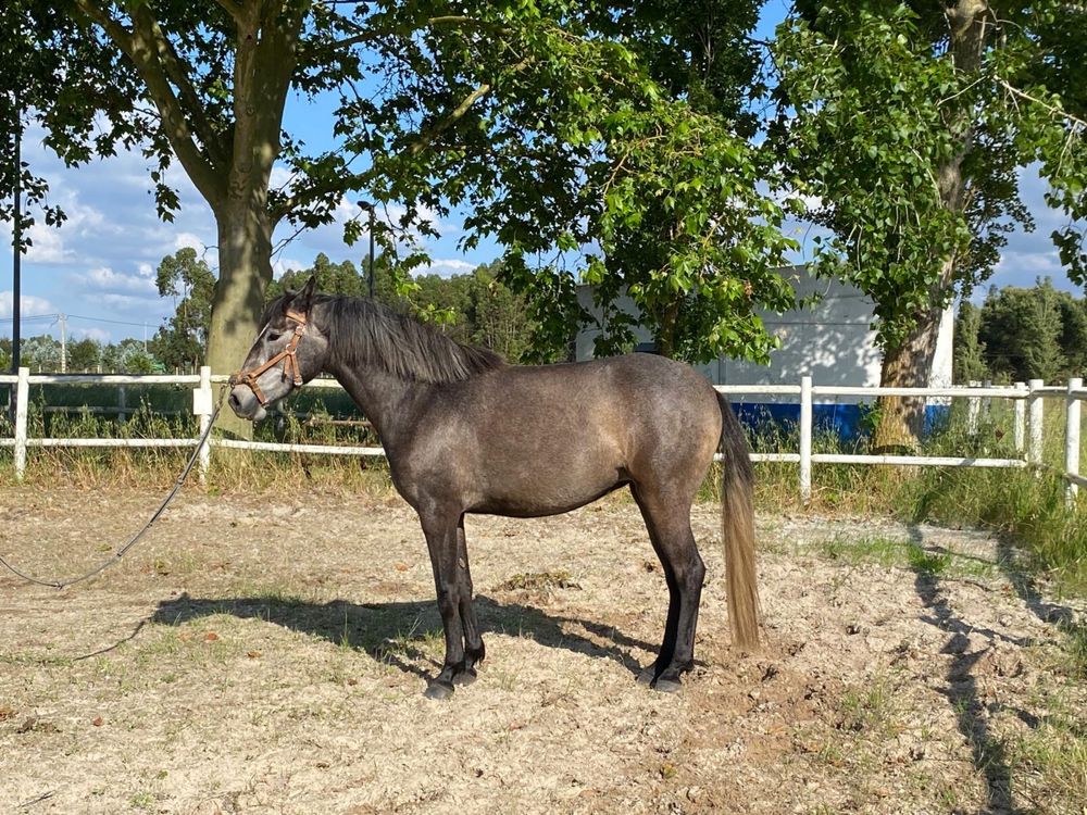 Poldra puro sangue Lusitano