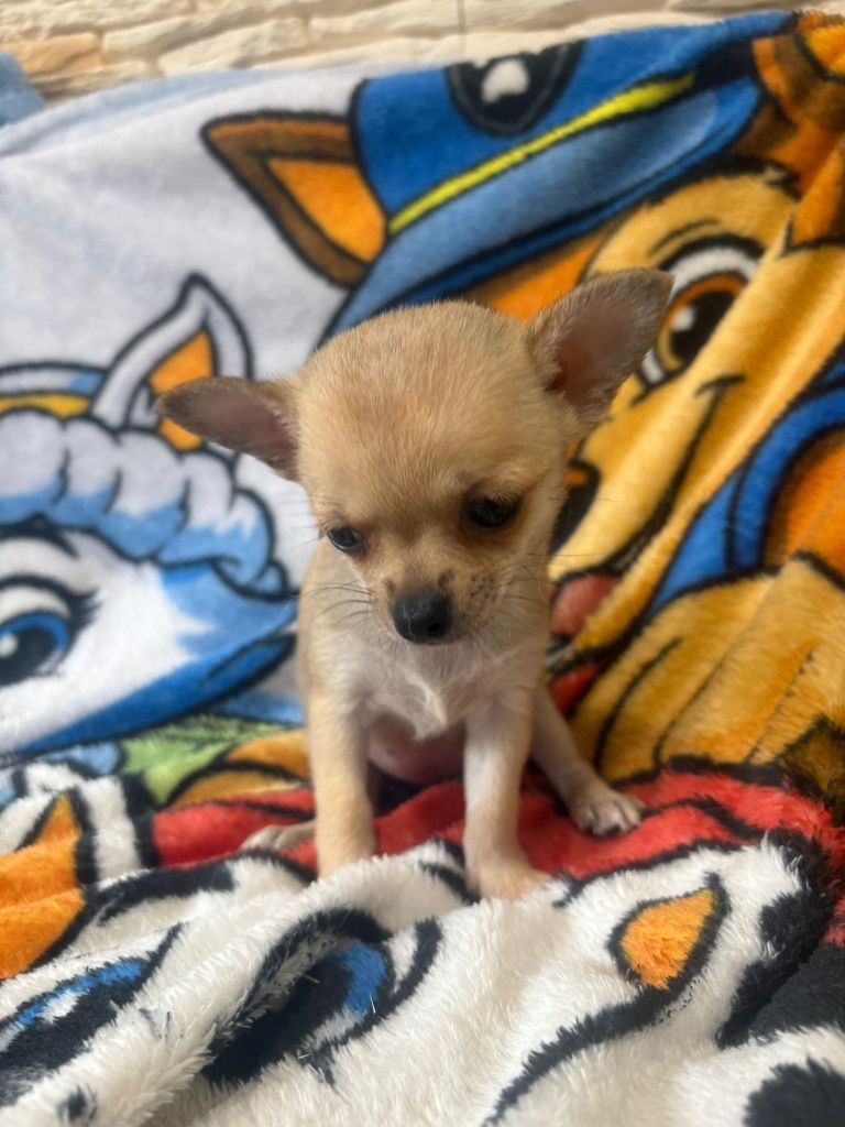 Chihuahua śliczna sunia