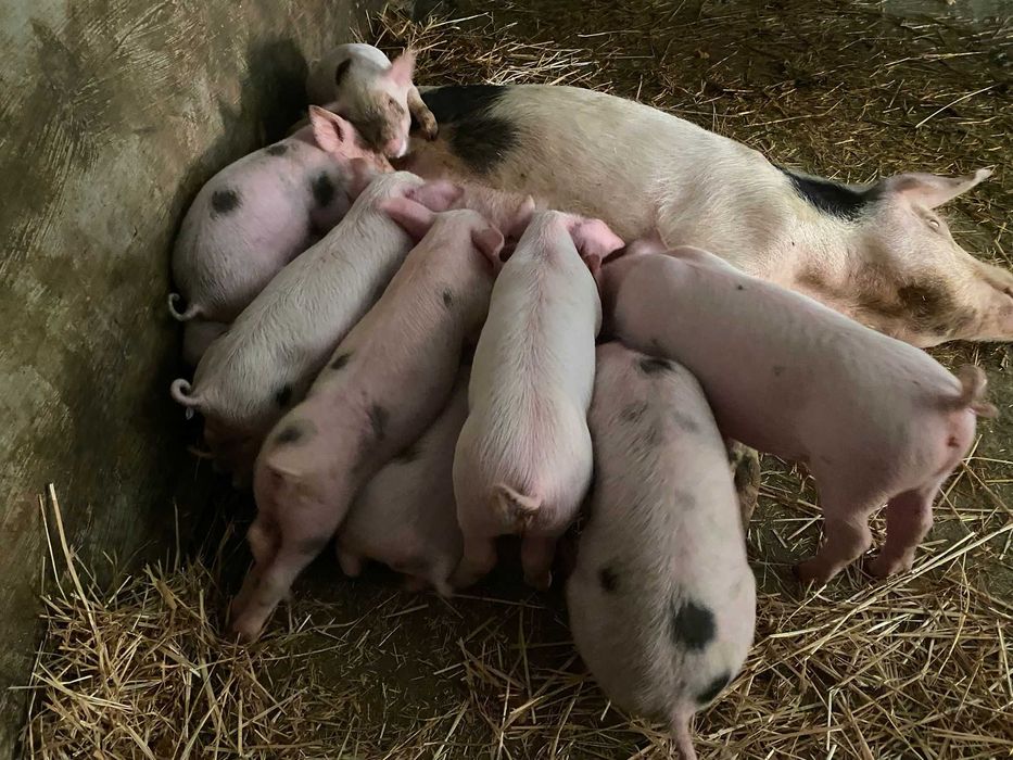 Leitões nascidos a 19 de setembro