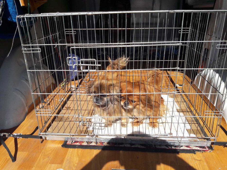 Transport, przewóz zwierząt domowych, psy, koty i inne.