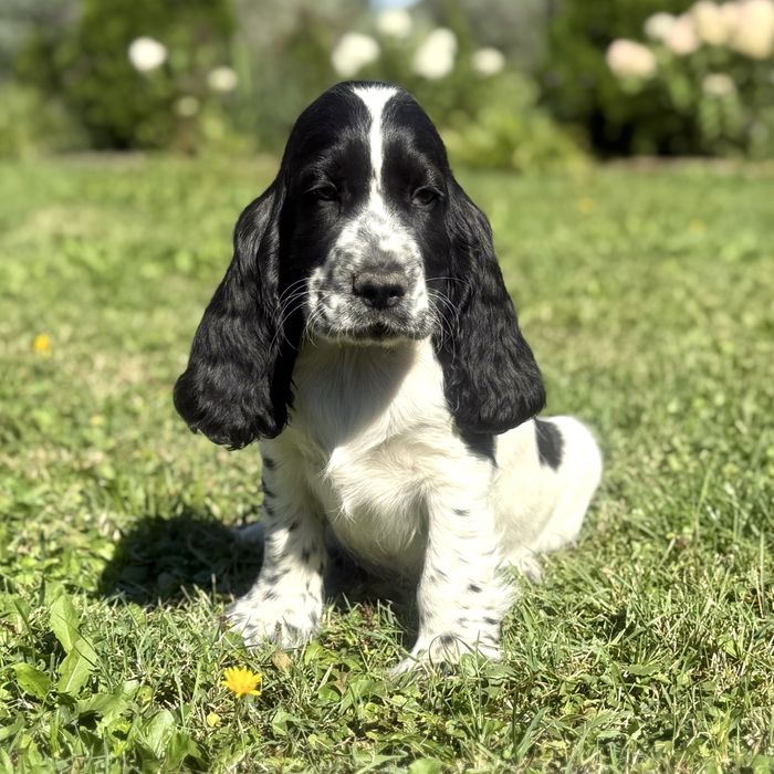 Piesek cocker spaniel angielski szczenię