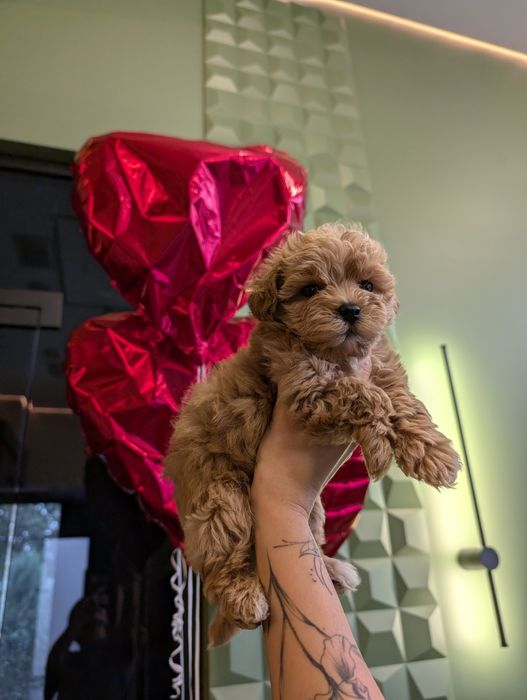 Міні карамелька зі Львова