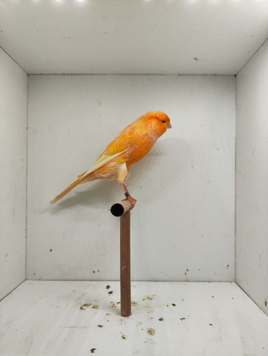 Yorkshire 2025 Machos