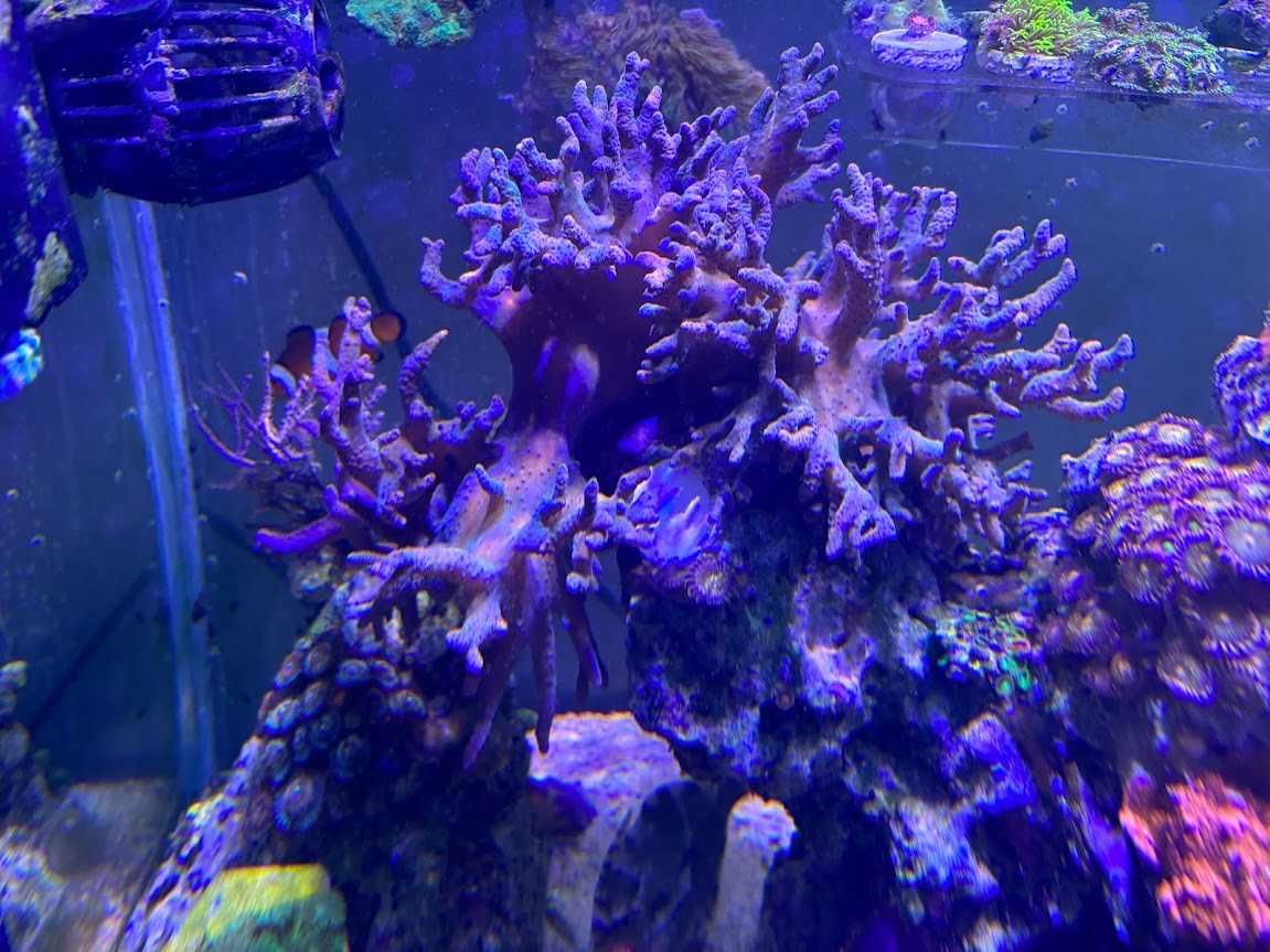 Sinularia szczepka koralowiec