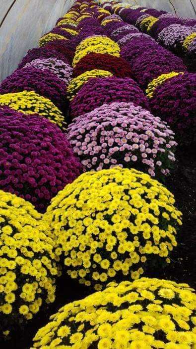 Sprzedam Chryzantemy Drobnokwiatowe doniczkowe