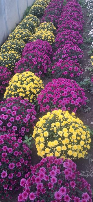 Chryzantemy doniczki drobnokwiatowe