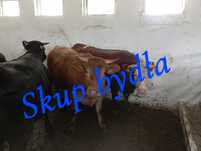 Skup bydła rzeźnego oraz hodowlanego