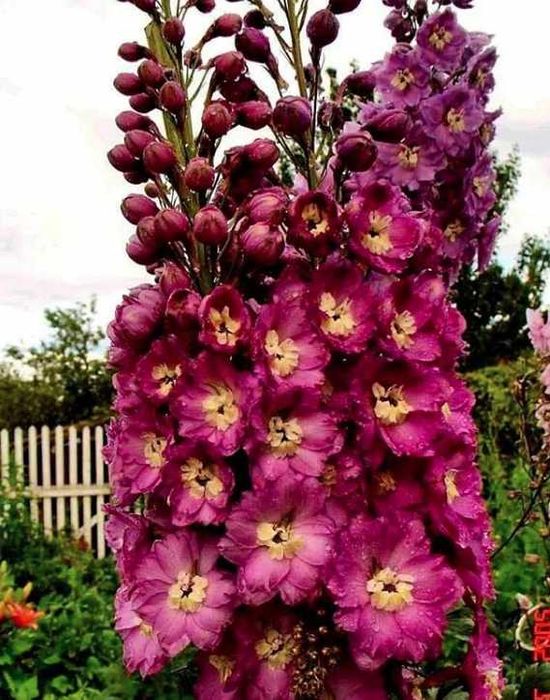 Дельфініум Новозландський, двохрічні саджанці в контейнері R9