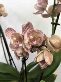 Орхідея фаленопсис ракушка