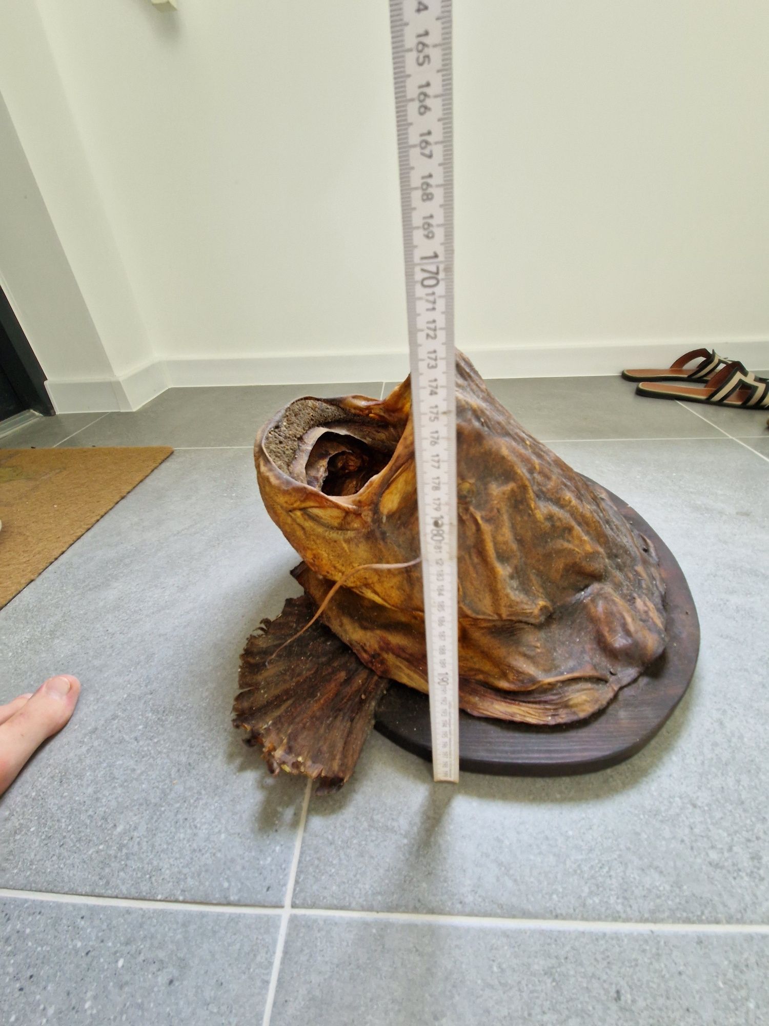 Głowa suma, sum trofeum