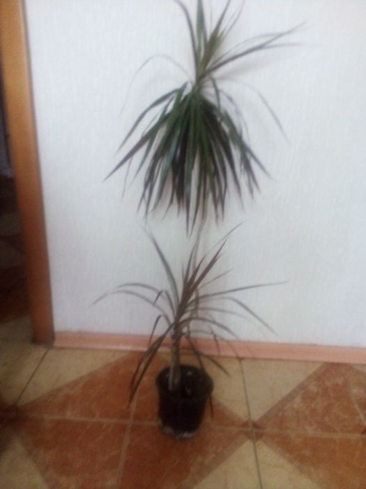 Драцена (Dracaena)