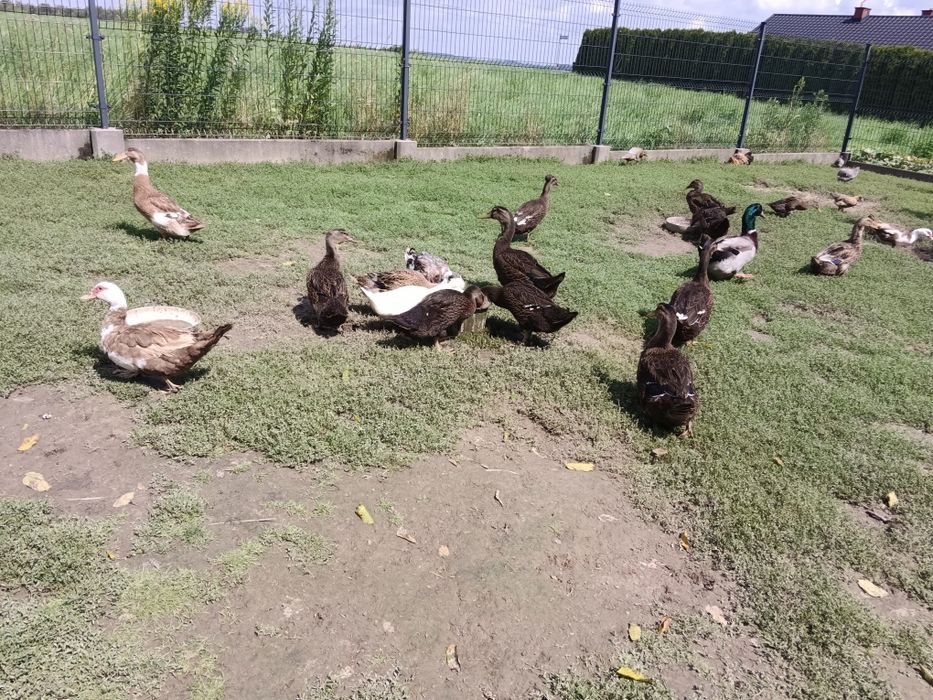 Kaczki biegusy staropolskie i ruańskie