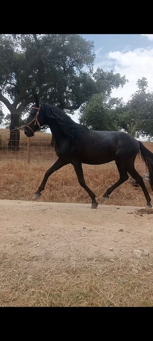 Cavalo preto troca/venda