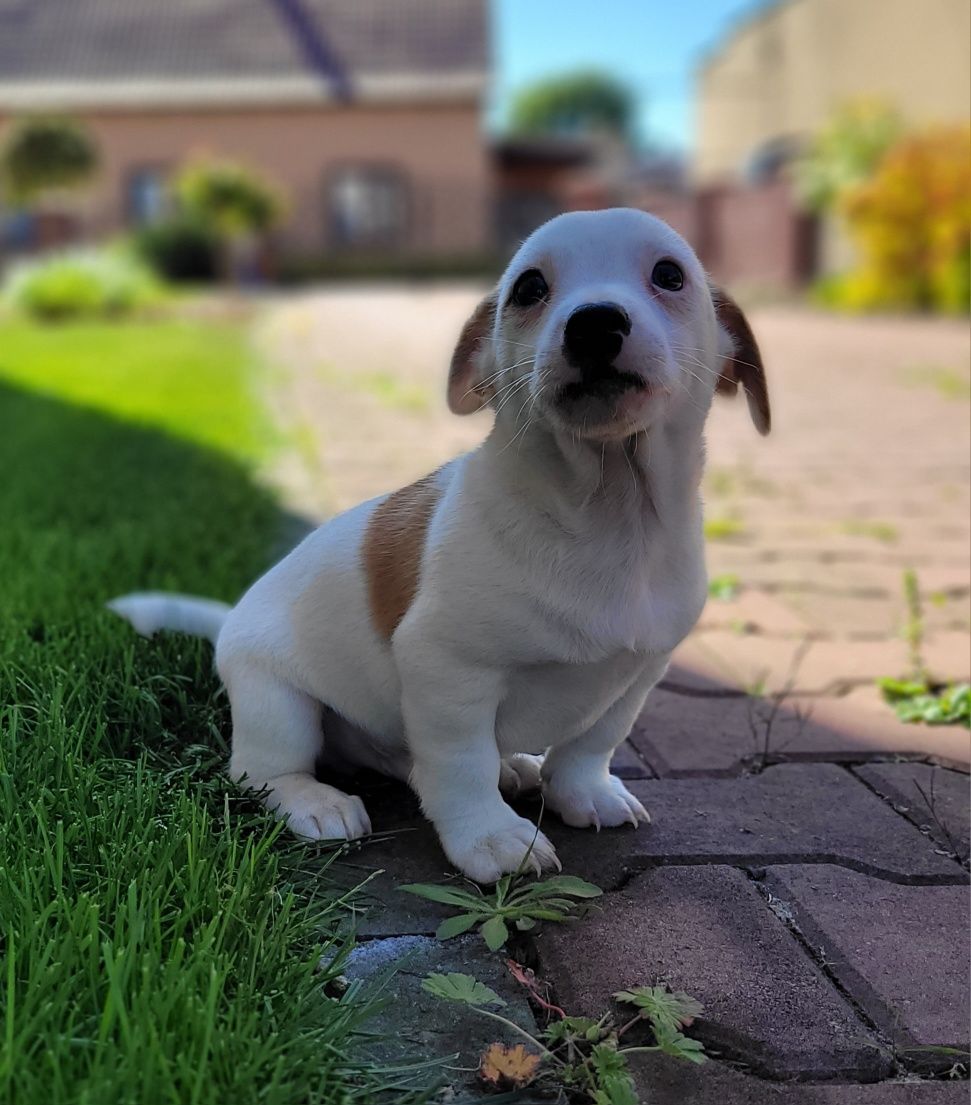 Jack Russell Terrier Piękny Piesek Polecam