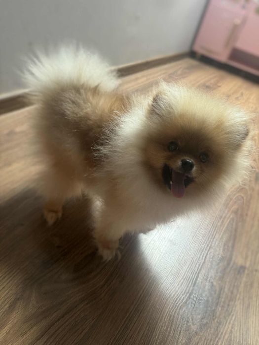 Szpic miniaturowy pomeranian  suczka ZkwP FCI