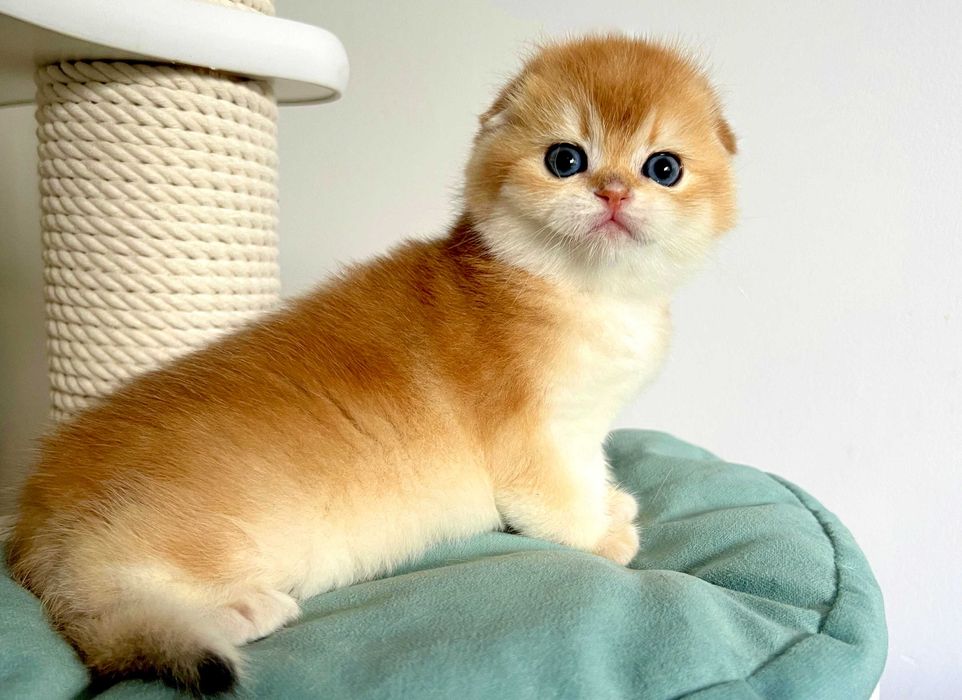 Piękny złocisty chłopiec szkocki fold