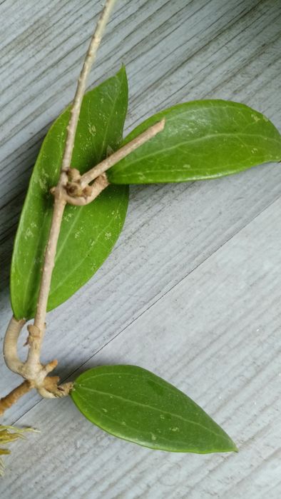 Hoya aff wibergiae rosnąca