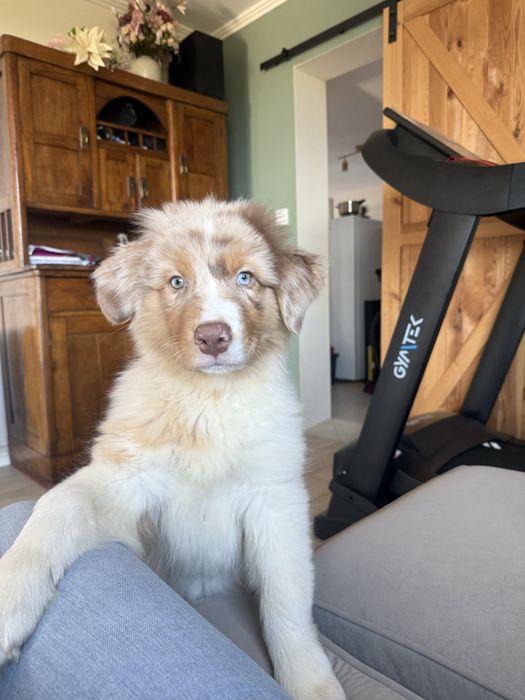 Piesek red merle owczarek australijski FCI