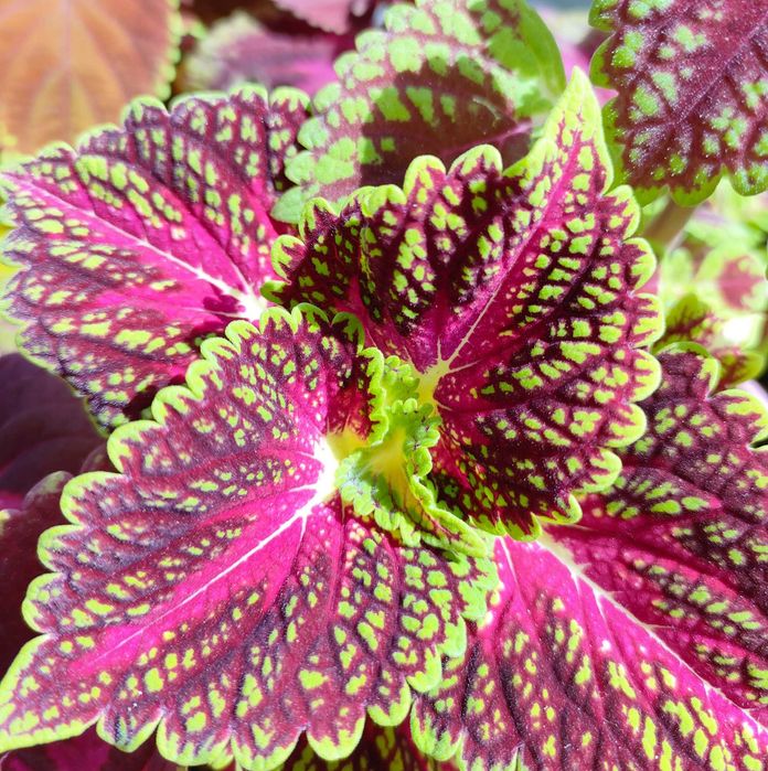 Koleus Coleus Pokrzywka brazylijska