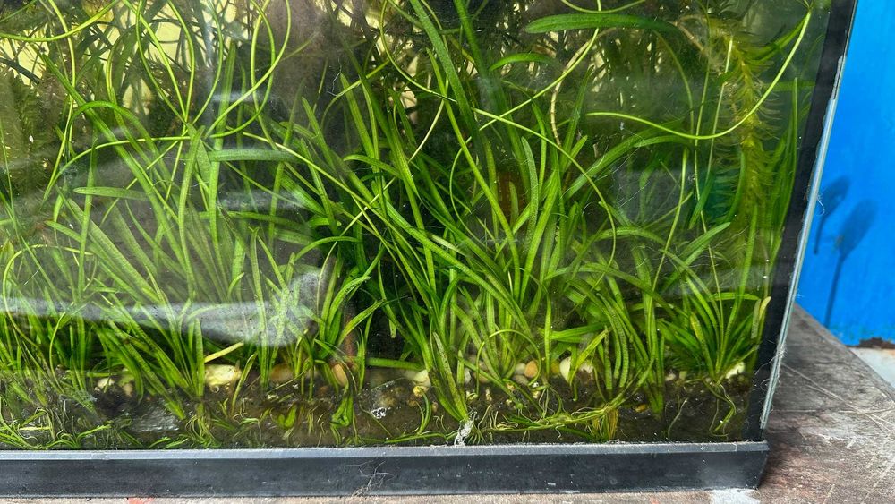 Salvinia minima, dwarf sagitaria, e elodea densa.