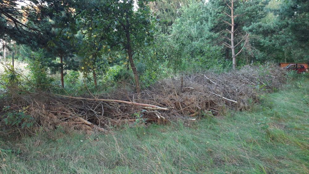 Oddam za DARMO, biomase, gałęzie, zrąbki zrębki drzewne
