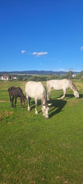 Klacz ślaska kara, siwa