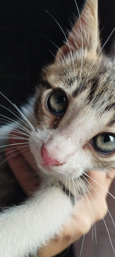 Gatinho para adoção |  2 meses