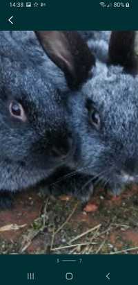 Кролики скараспелые