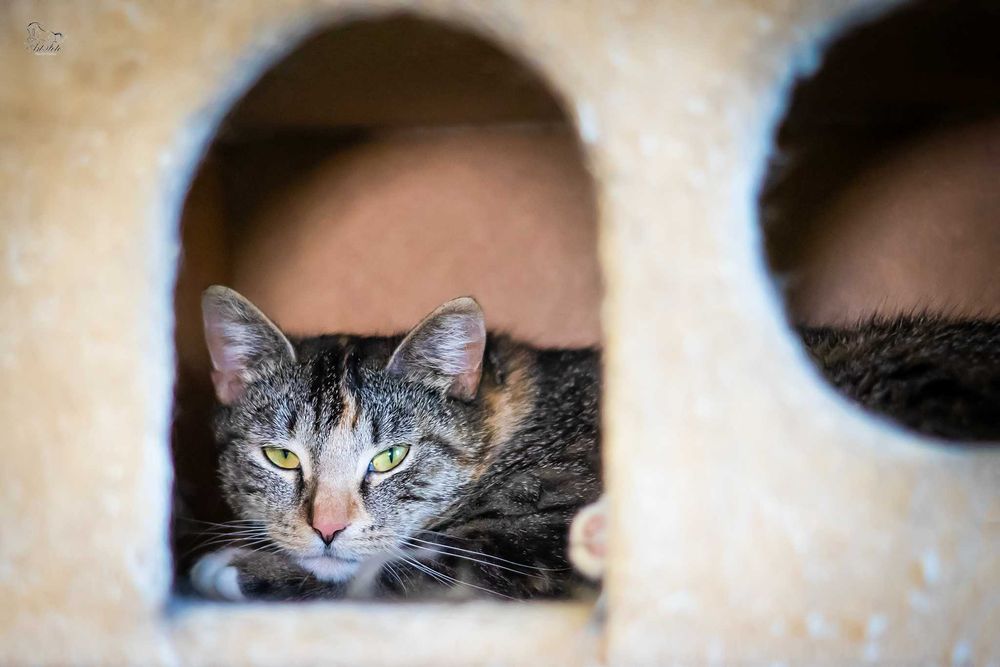 Młoda kotka Nastka do adopcji