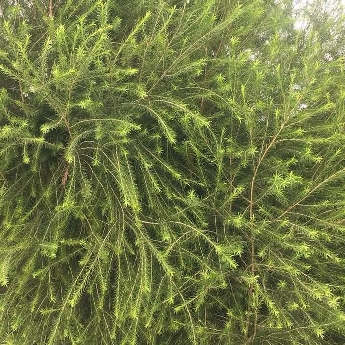 Melaleucas para sebes  cercas vivas últimas 120