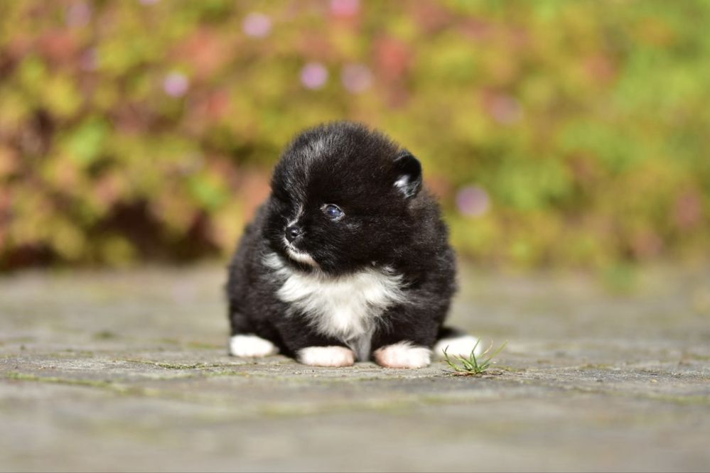 Pomeranian szpic miniaturowy FCI śliczna laleczka