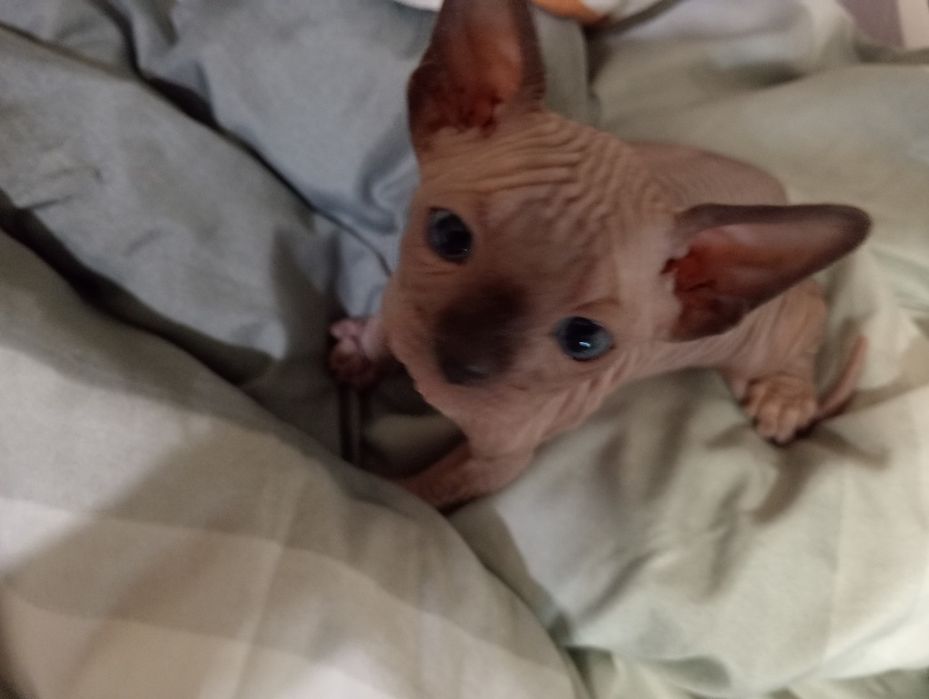 Продаємо котенят