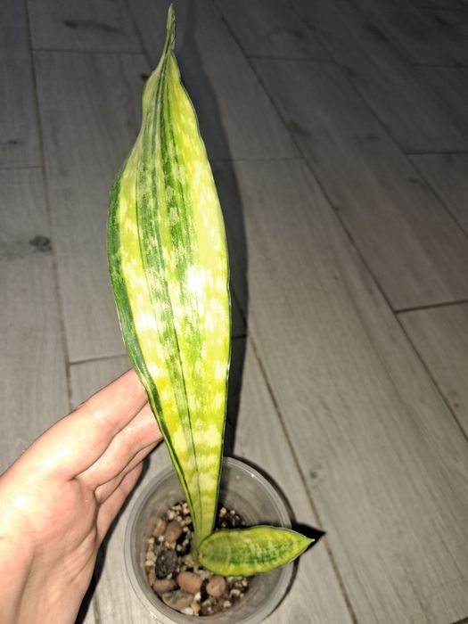 Аубрутіана варієгатна і аубрутіана nite lite