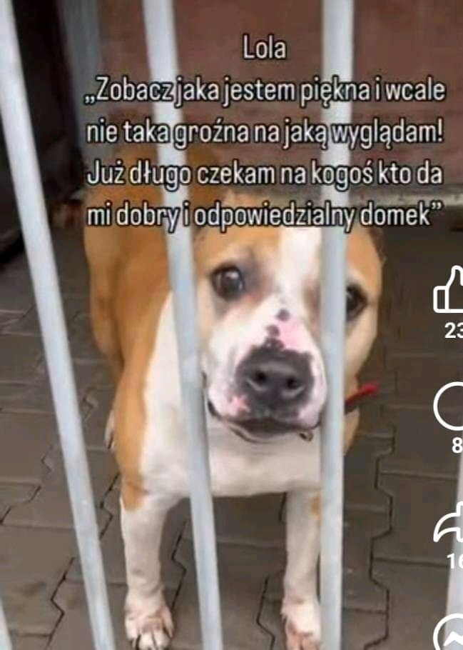 Zbyt długo czeka na dom / Jastrzębie Zdrój