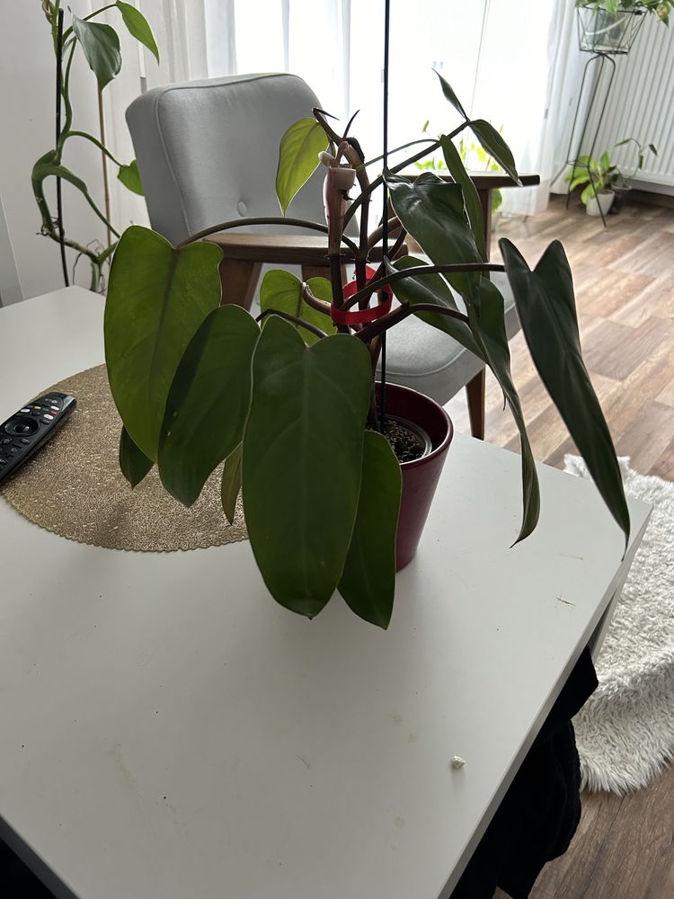 Keiat philodendron  red czerwieniejacy duzy piekny