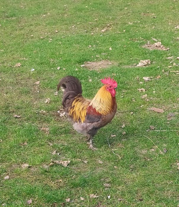 Kogut stróż kurnika