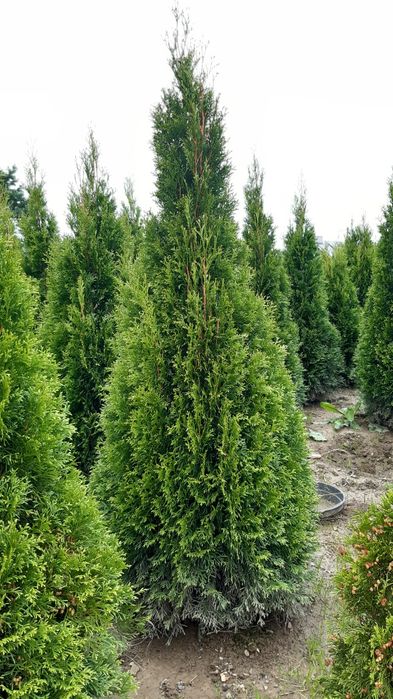 Mega grube tuje szmaragd (Tuja smaragd ) 180-190 -200 cm