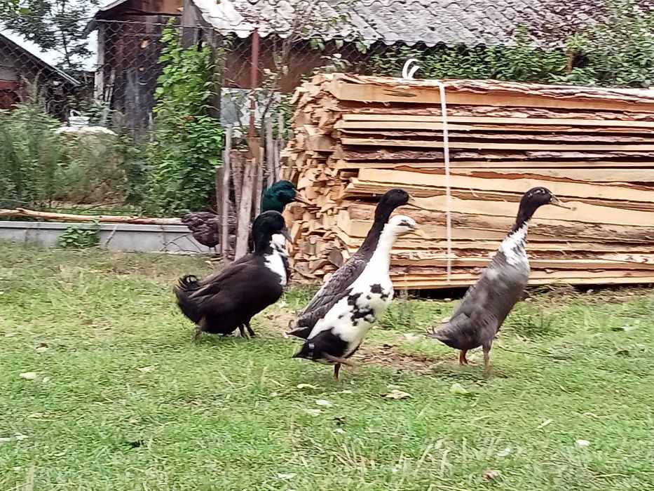 Kaczki biegusy na ślimaki i ozdobę