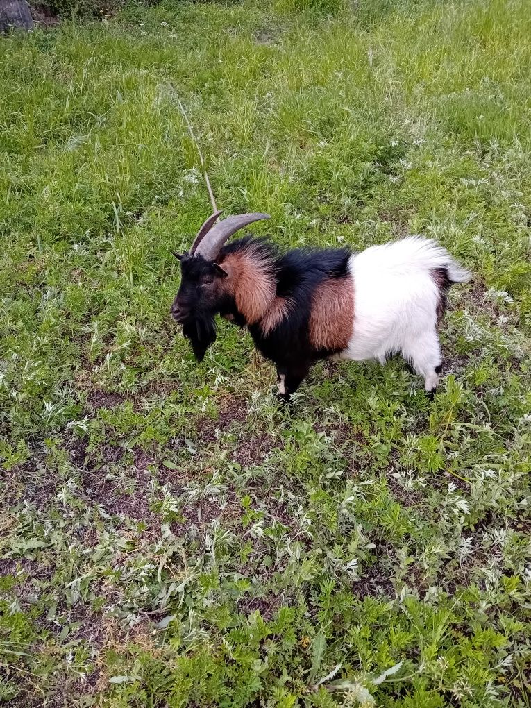 Cabrito anão adulto.