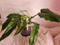 Philodendron Narrow Escape