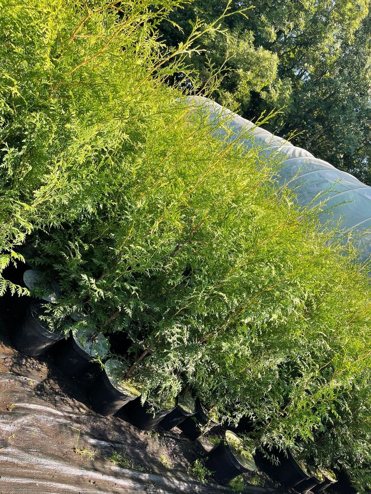 Thuja Tuja Żywotnik Brabant - 1,20 m