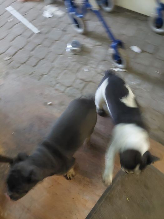 Buldog francuski  blue tan