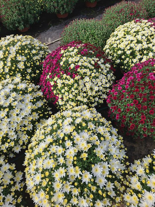 Sprzedaż chryzantem Kożuchów i Strzyżów