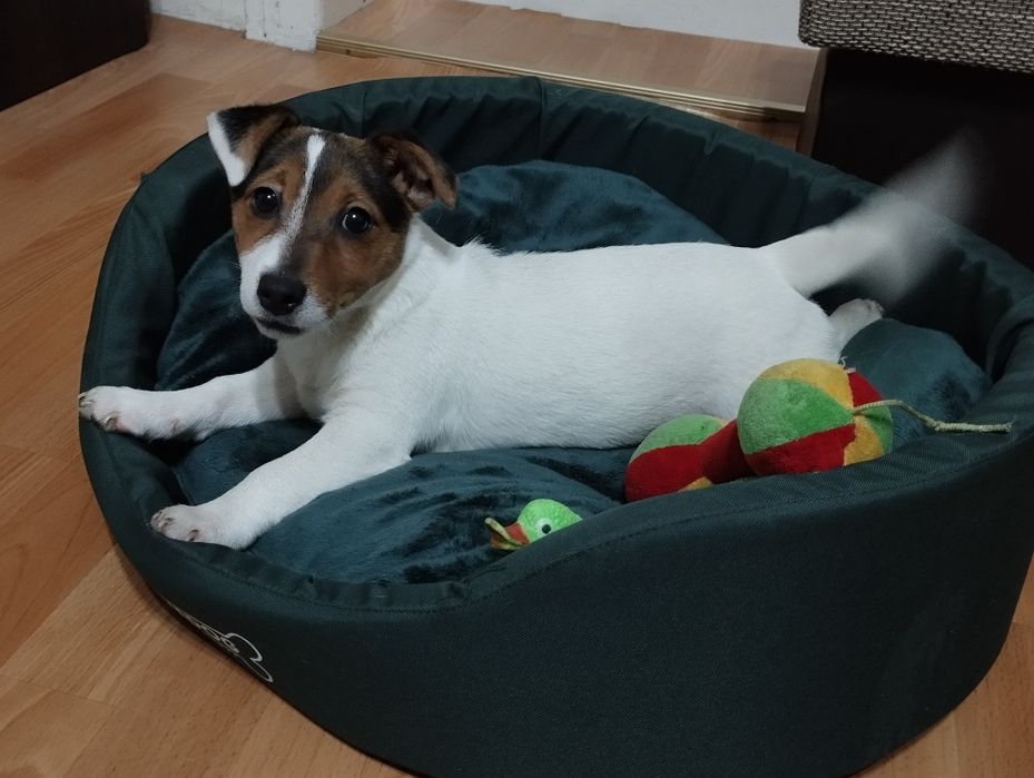 Jack Russell terrier - suczka