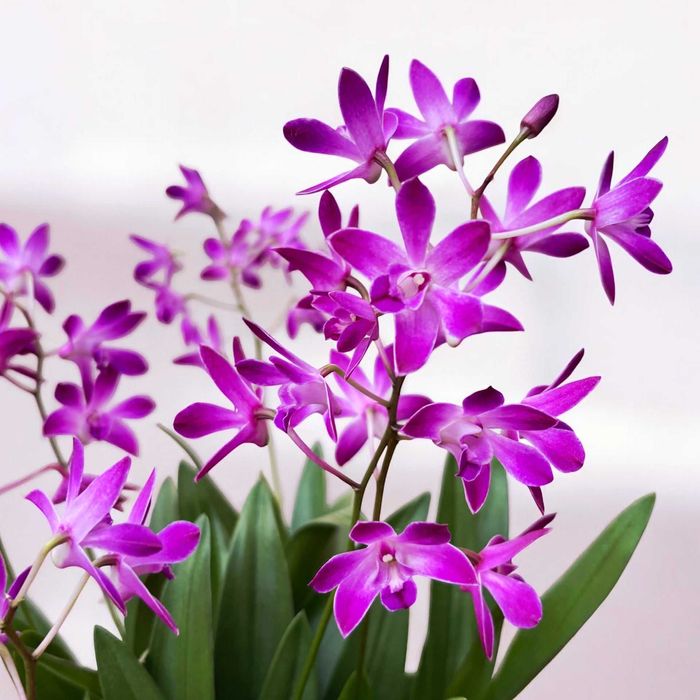 Орхідея. Дендробіум Бері Ода /Dendrobium Berry Oda