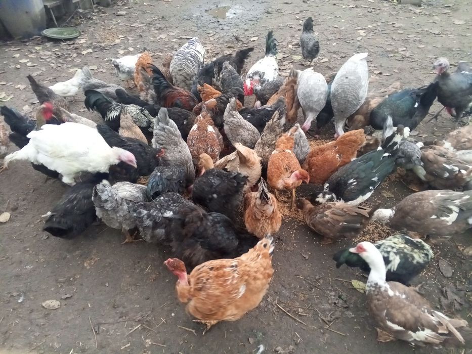 Інкубаційне яйце мішаних курей