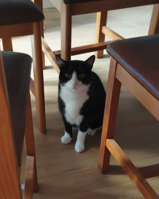 Setúbal / Margem Sul / Lisboa — PATTY, gatinha para adoção