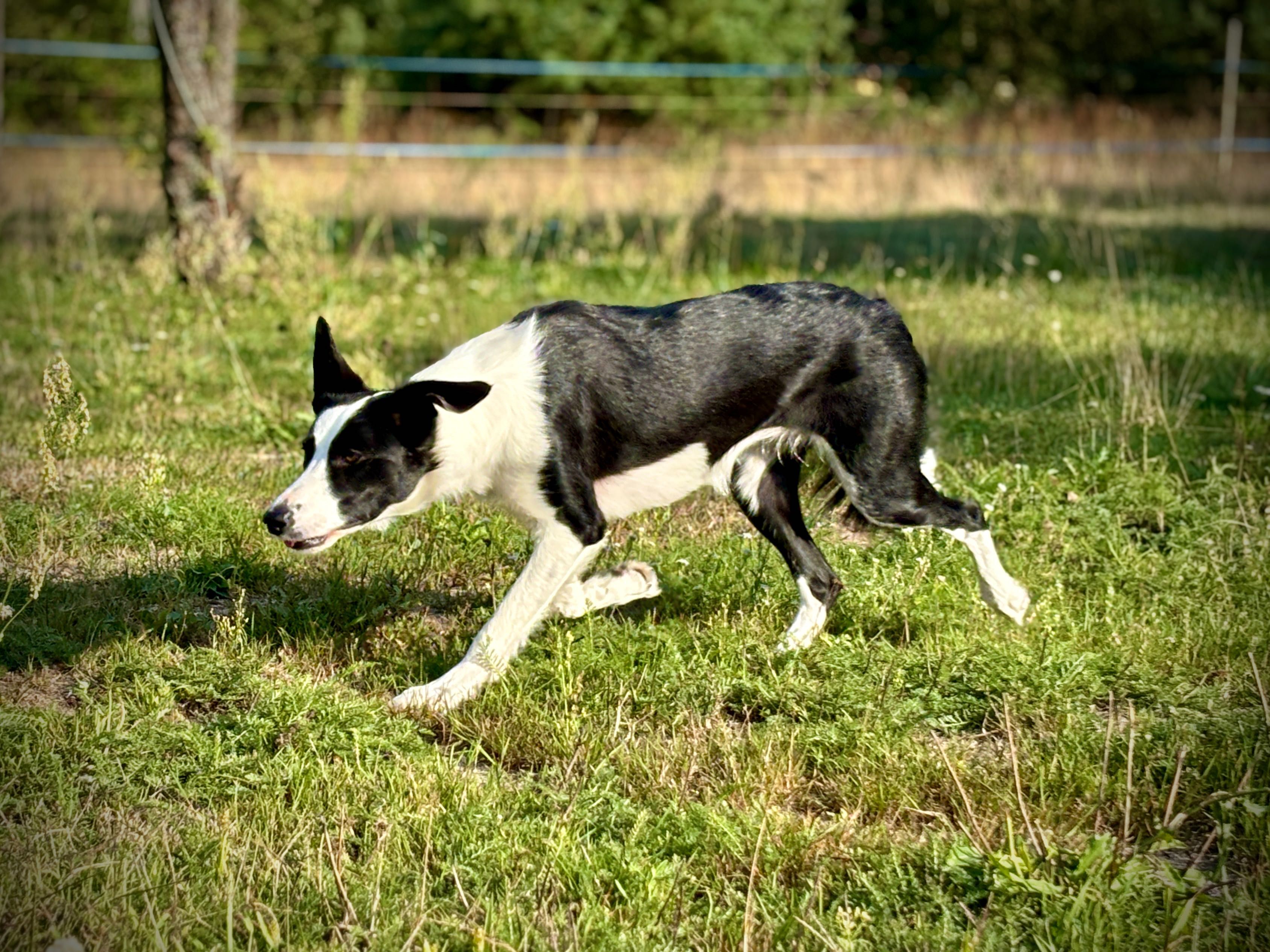 Border collie samiec ISDS/FCI