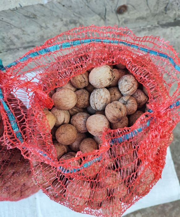 Орех грецкий урожай этого года.