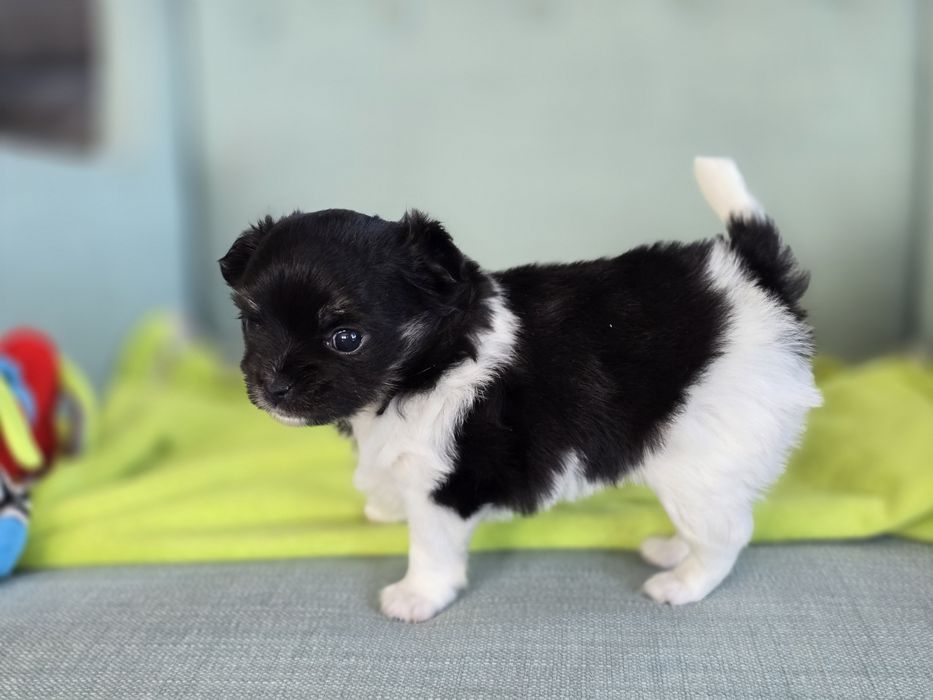 Długowłosa suczka chihuahua